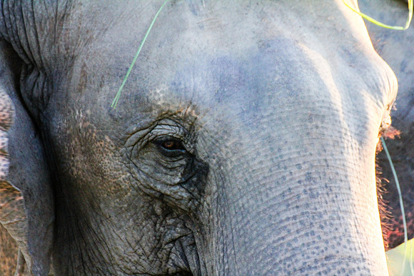 Elephant breeding center, Suraha, Chitwan 4