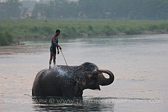 Elephant washing, Sauraha, Chitwan, Nepal
