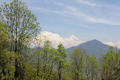 Forest trail on the Dhampus trek