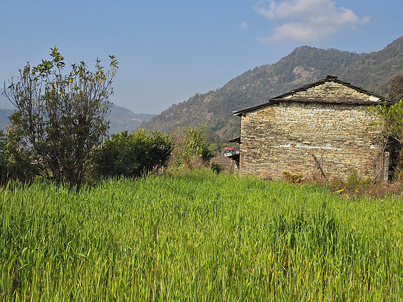 Farm house and rice paddy at Dhampus