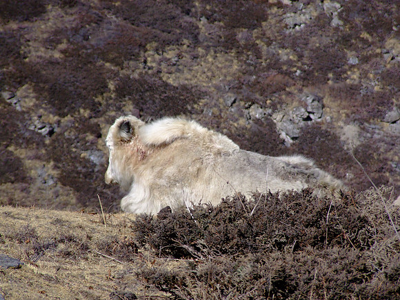 A sleeping yak