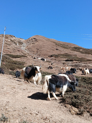 More Yaks leaving Letdar