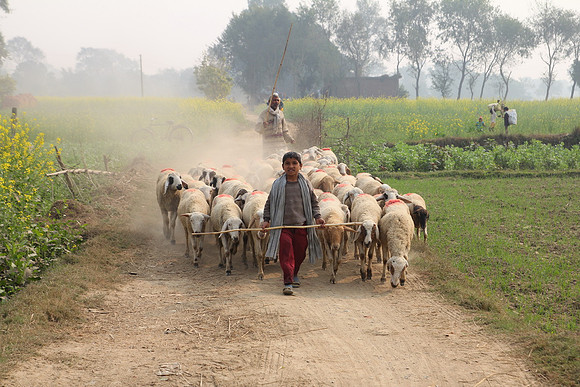 Lumbini 239_resize