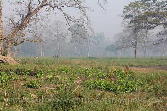Bardia National Park Nepal Grassland