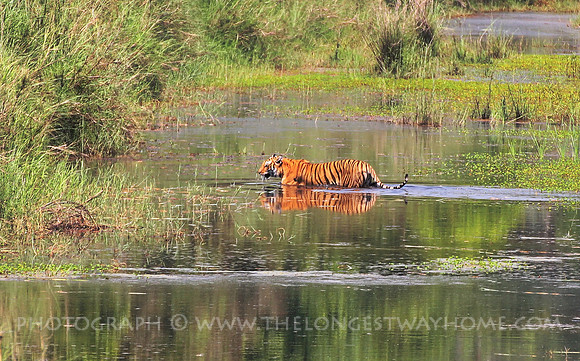 Bardia National Park Nepal Royal Bengal Tiger 3