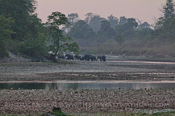 Bardia National Park Nepal Wild Elephant Crossing
