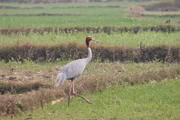Sarus Crane in Lumbini_resize