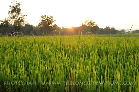 Rice Padi, Sukothai, Thailand 9_resize
