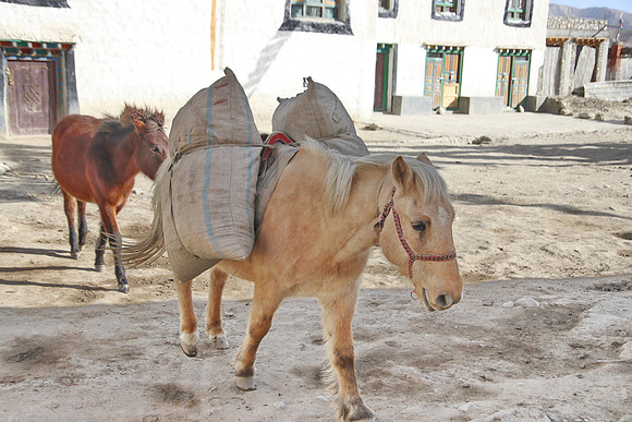 Lo Manthang 11