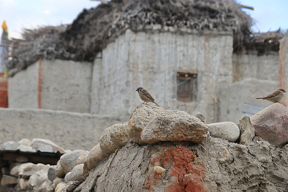 Lo Manthang - Upper Mustang 17