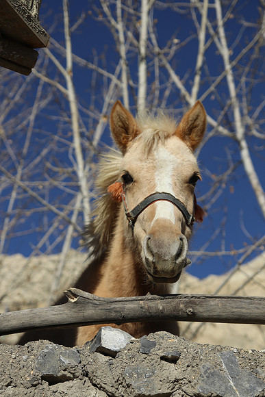 Dhee to Yara - Upper Mustang Trek 13