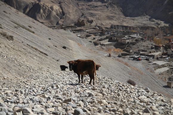 Tange Village Upper Mustang 5