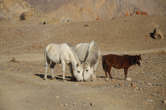 Tange Village Upper Mustang 32