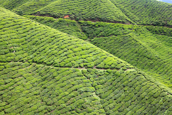 Cameron Highlands, Malaysia Tea Plantation 72