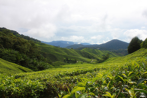 Cameron Highlands, Malaysia Tea Plantation 23