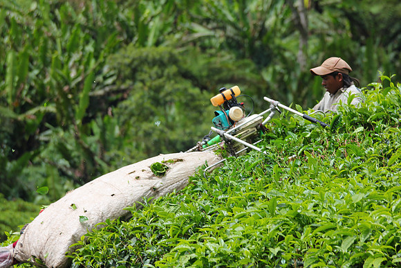 Cameron Highlands, Malaysia Tea Plantation 50