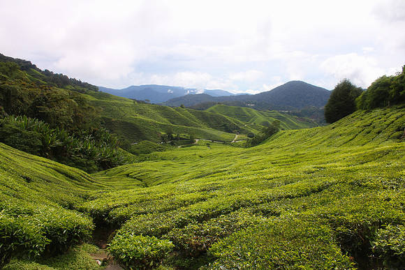 Cameron Highlands, Malaysia Tea Plantation 21