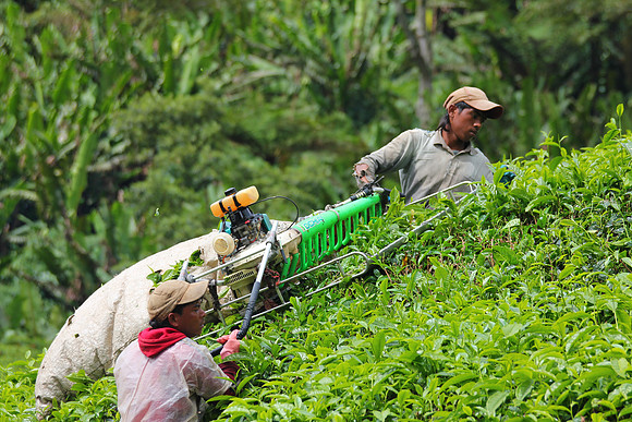 Cameron Highlands, Malaysia Tea Plantation 53