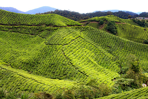 Cameron Highlands, Malaysia Tea Plantation 70