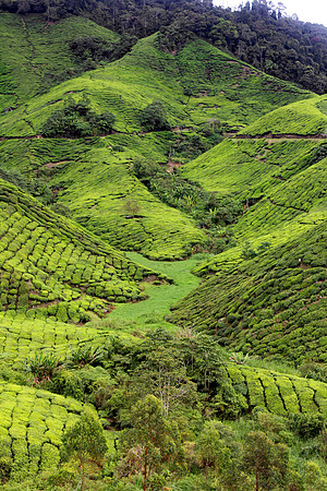 Cameron Highlands, Malaysia Tea Plantation 75