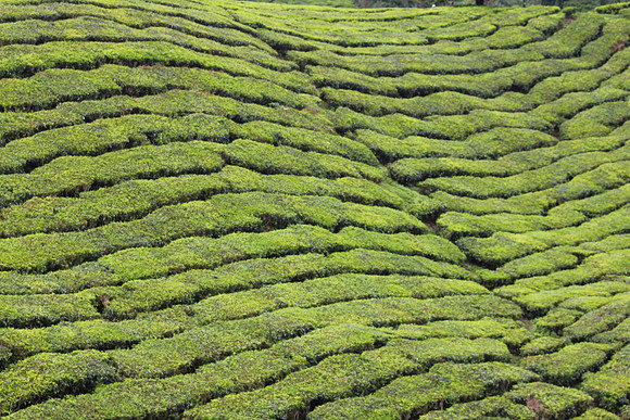 Cameron Highlands, Malaysia Tea Plantation 107