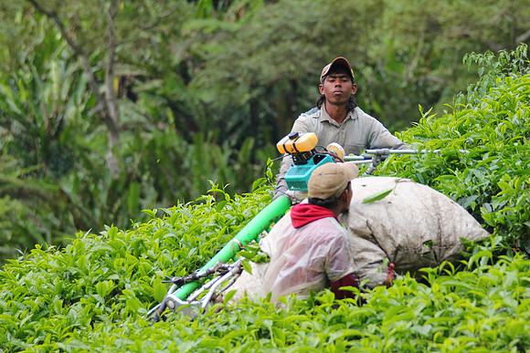 Cameron Highlands, Malaysia Tea Plantation 46