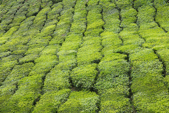 Cameron Highlands, Malaysia Tea Plantation 28
