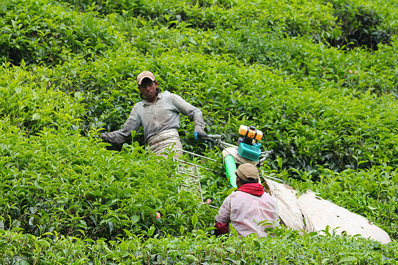 Cameron Highlands, Malaysia Tea Plantation 36