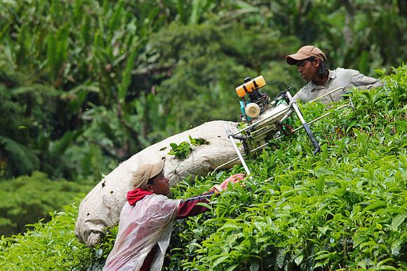 Cameron Highlands, Malaysia Tea Plantation 51
