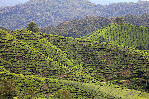 Cameron Highlands, Malaysia Tea Plantation 64
