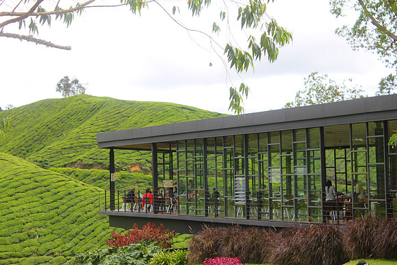 Cameron Highlands, Malaysia Tea Plantation 93