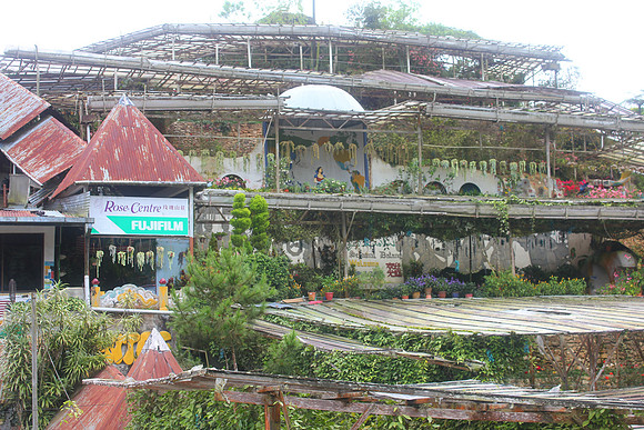 Cameron Highlands, Malaysia Tea Plantation 11