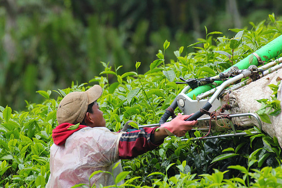 Cameron Highlands, Malaysia Tea Plantation 41