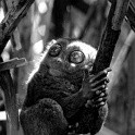 Tarsier in a Ray of Light - The Philippines