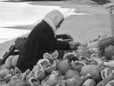 Melon Seeding - Turkey_resize