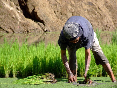 Collecting Rice - The Philippines_resize