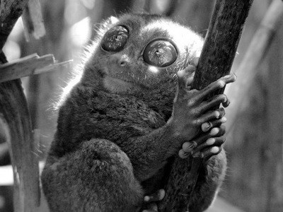 Tarsier in a Ray of Light - The Philippines_resize