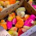 Colored chickens - Pakistan