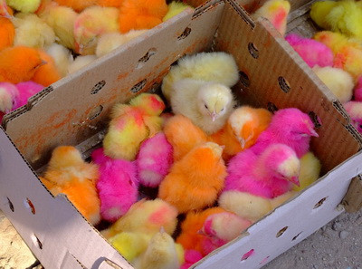 57_Pakistan Colored chickens_resize