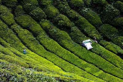 Tea Plantation, Cameron Highlands, Malaysia 46_resize