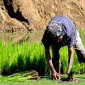Collecting Rice - The Philippines
